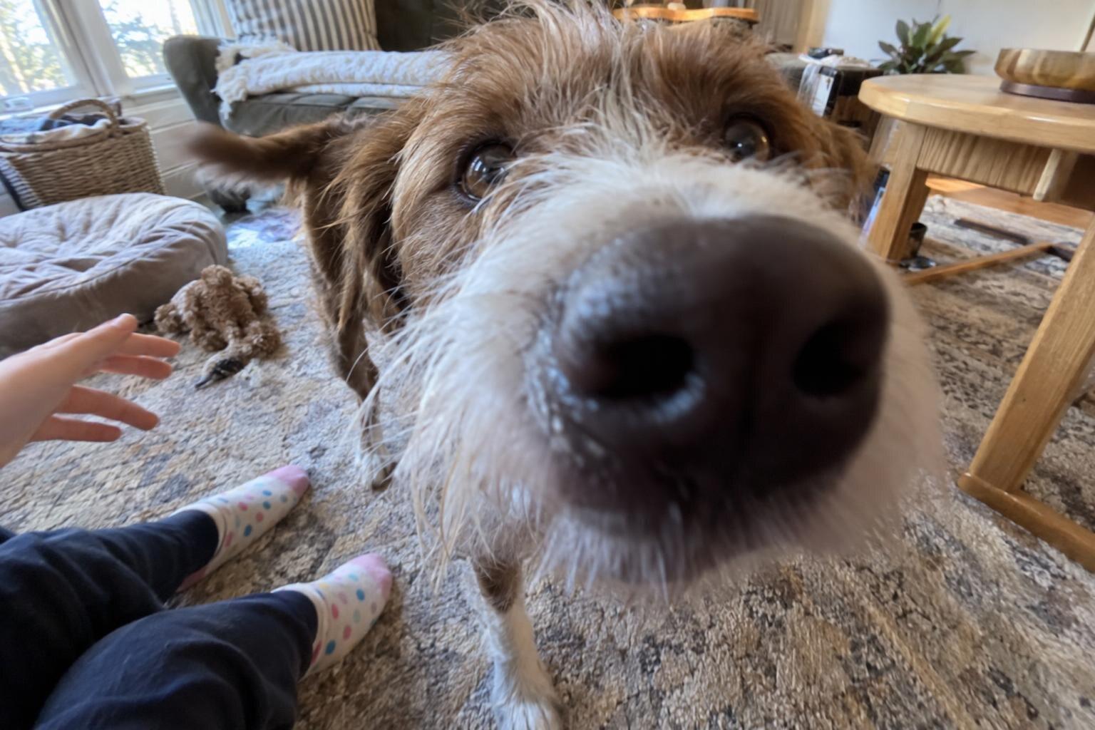 Biscuit the dog, nose right up against the phone.